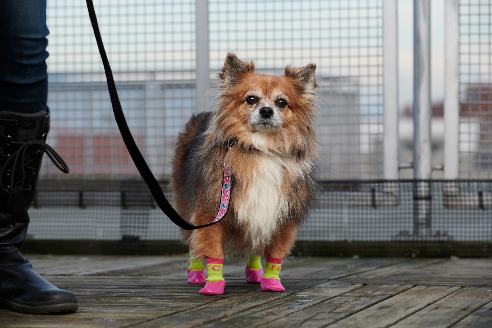 2017-Vancouver-Lifestyle-Photographer-ErichSaide-Advertising-RCPets-Pommeranian-Boots
