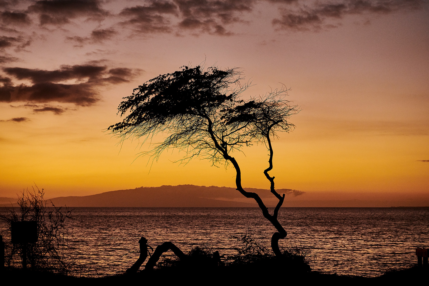 2019-Vancouver-FineArt-Photographer-ErichSaide-Hawaii-Maui-Landscape-Tree